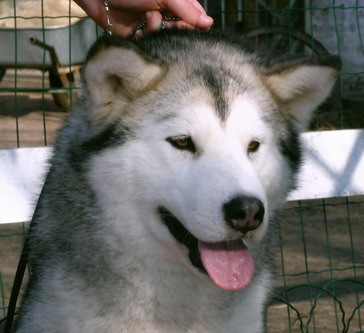 CH.Chance for Win Vlci severu 