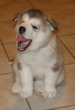 Alaskan malamute