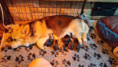 Puppies Welsh Corgi Pembroke